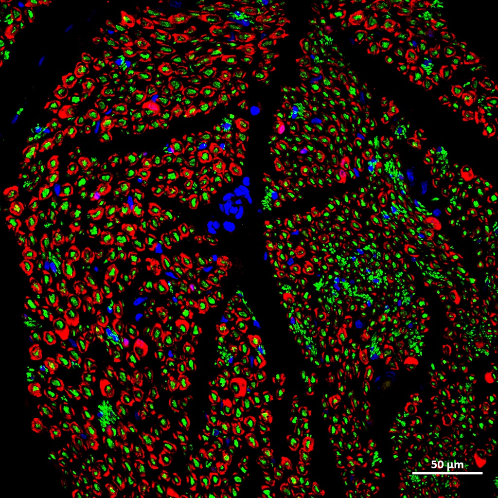 Biofabrication