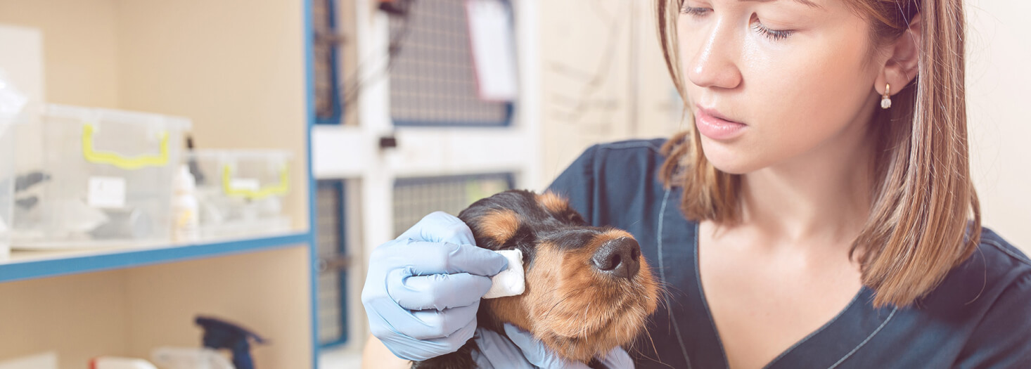 Grado en Veterinaria