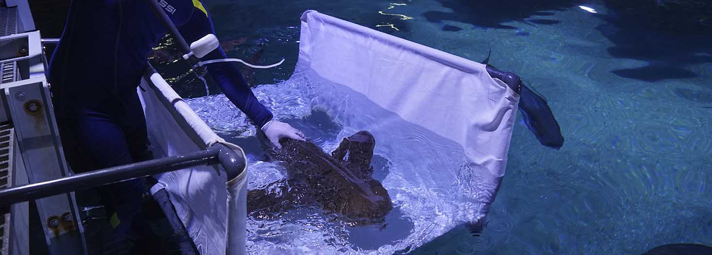 Curso Superior de Posgrado en Medicina de Peces e Invertebrados