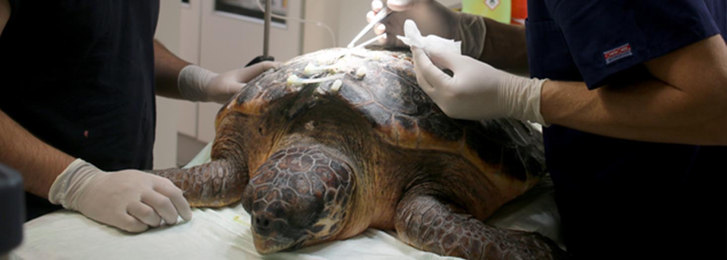 Curso Superior de Posgrado en Medicina en Reptiles y Aves Marinas