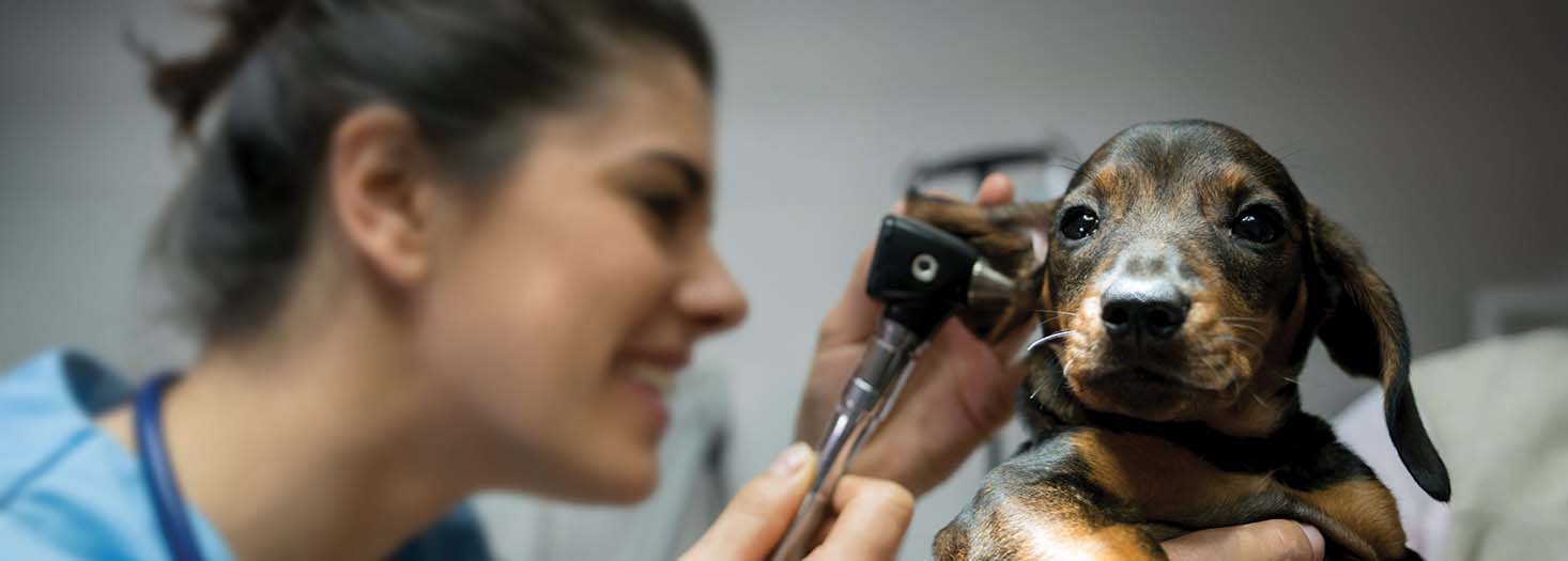 Curso Superior de Posgrado en Intensificación de Fundamentos en Veterinaria 