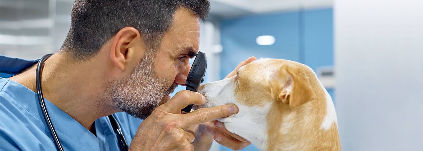 Curso Superior de Posgrado en Oftalmología en pequeños animales
