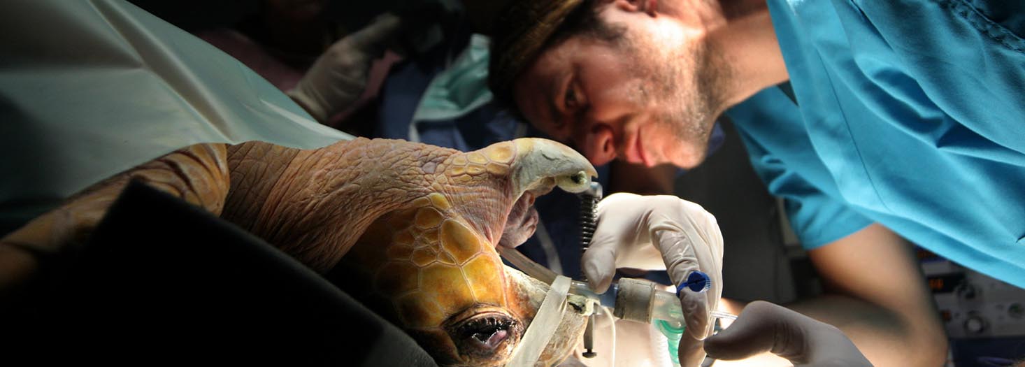 Máster de Formación Permanente en Medicina de Fauna Acuática