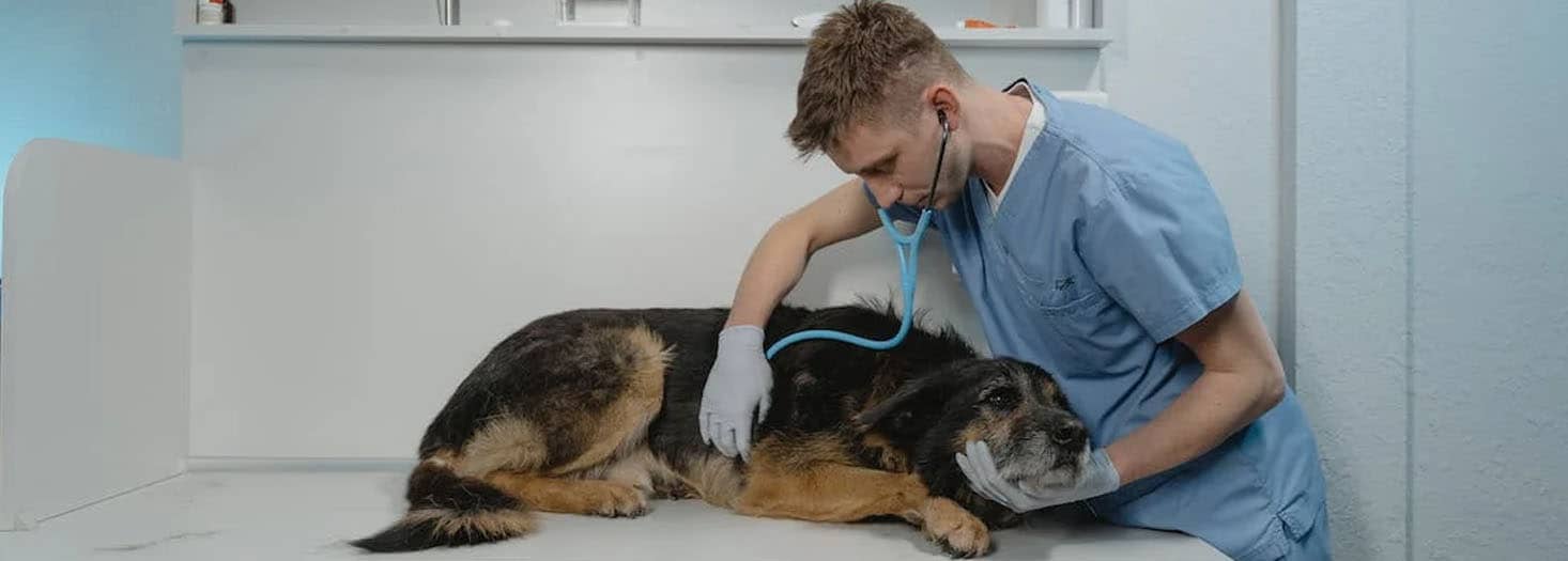 Curso Superior de Posgrado en Medicina Interna y Urgencias de Pequeños Animales