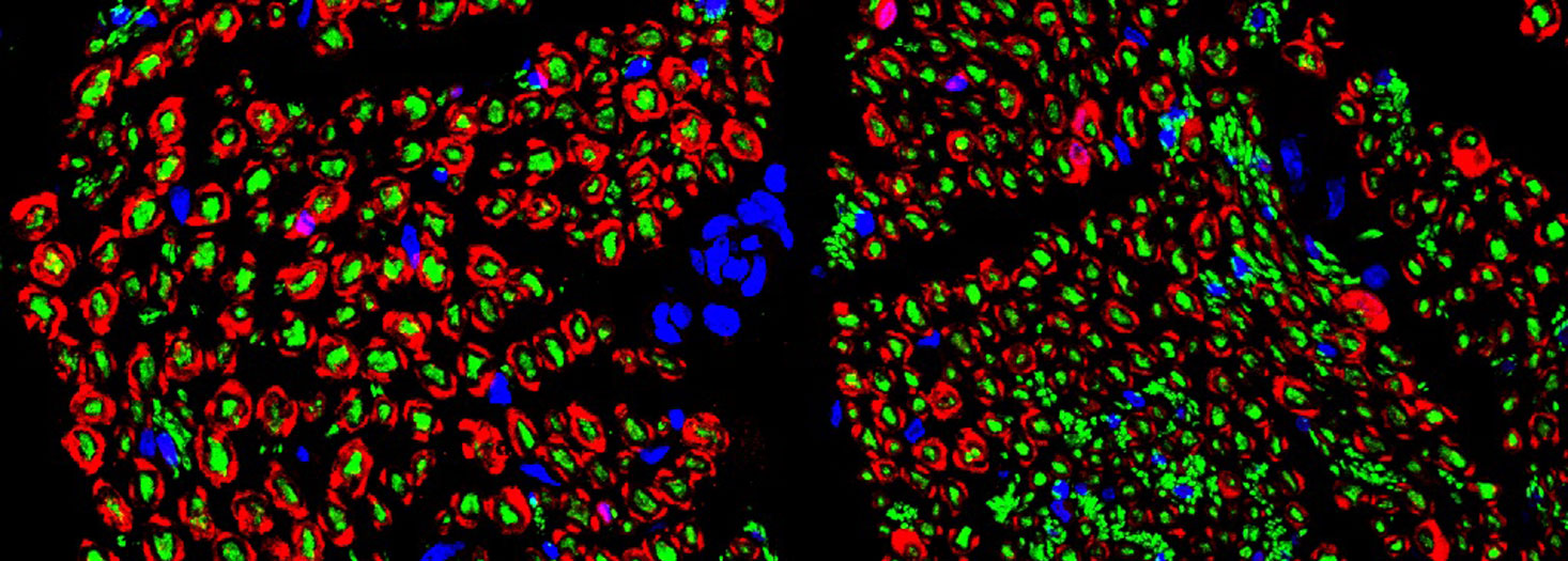 Cátedra REGEMAT – BAT Institute CEU UCH