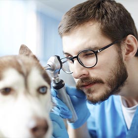 Club de Oftalmología y Neurología Veterinaria