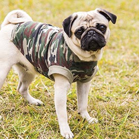 Veterinaria Militar